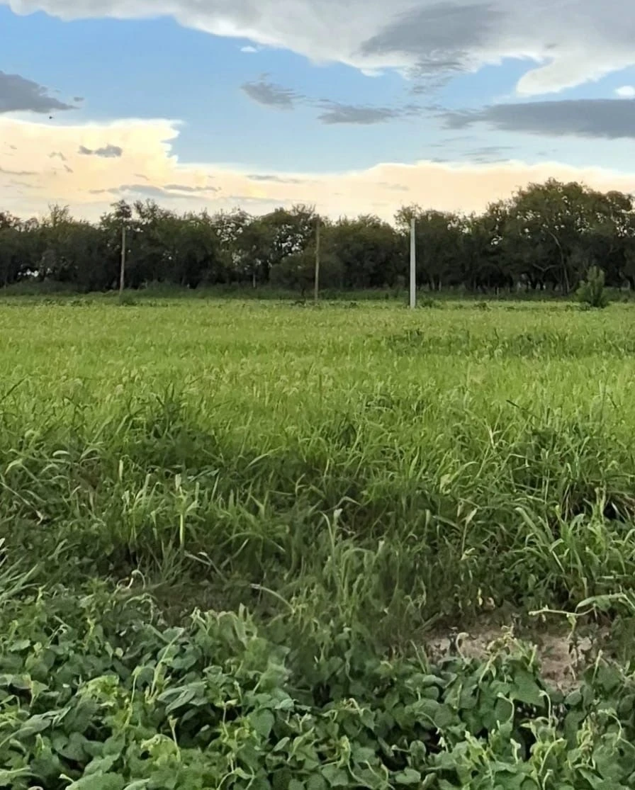 Terreno Fideicomiso Los Olmos 360
